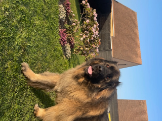 modjo