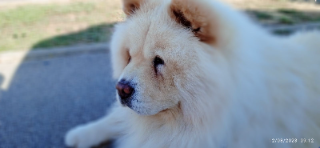 Sibelle