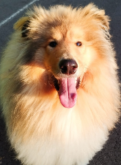 UGO