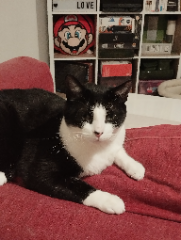 Tsuki