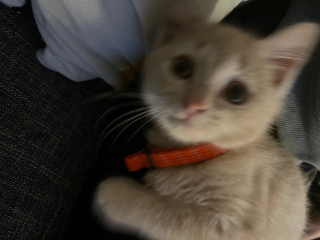 Mia