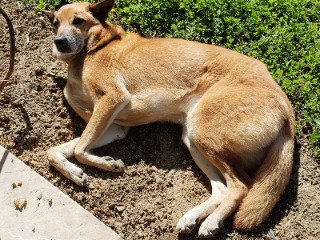 Milo
