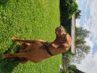 Jolka