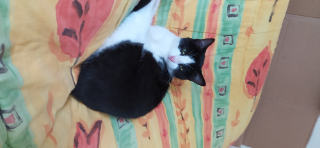 Mimi