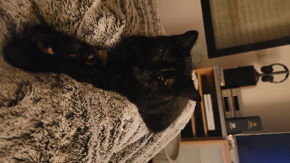 Bagheera
