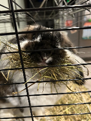 Rosie