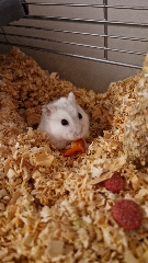 chouquette