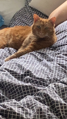 Carlos