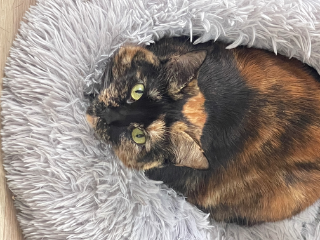 Lila