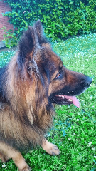 Tyson