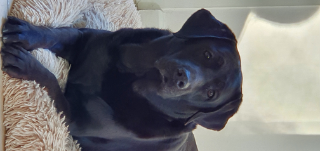 Lola