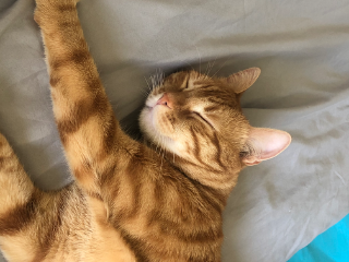 Tigrou