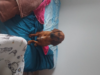 Caramel