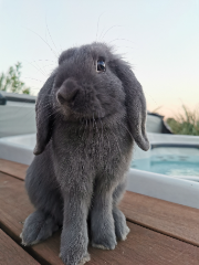 Lola