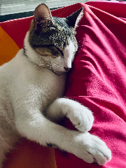 Achille