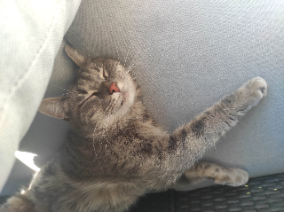 Mochi