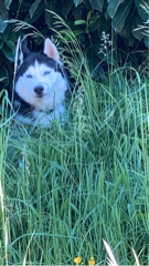 Alaska