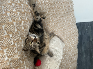Ruby