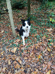 joyce