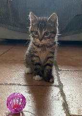 Nala