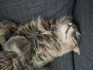 Woodi