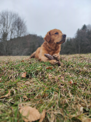 Usko