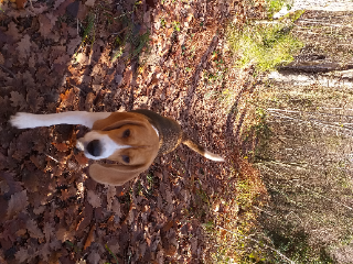 POOKIE