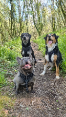 Saiko,rêveur,scoopy