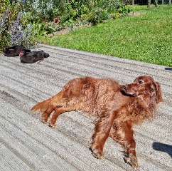 inka