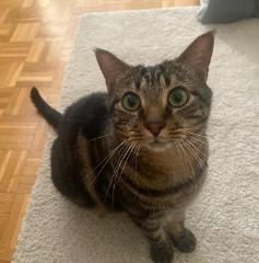 Rajah