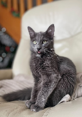 Milo