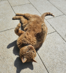 Scratch