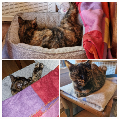 Princesse d'Amour