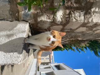 Simba