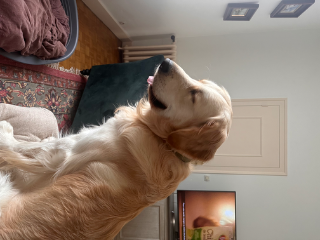 Milo