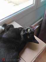 Kuro