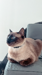 Caramel