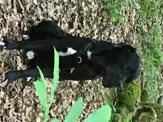 Pablo