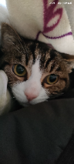 Zby