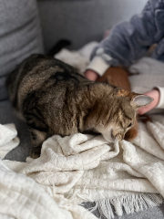 Stella