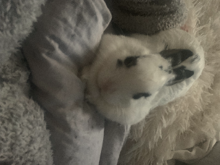 Perla