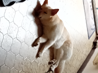 Tango