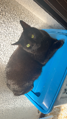 Blacky