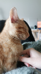 Gilbert