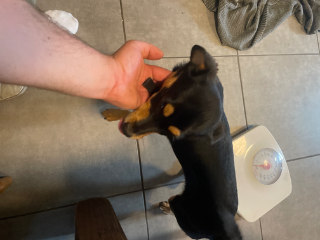 Loki