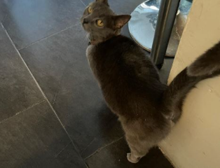 Pablo
