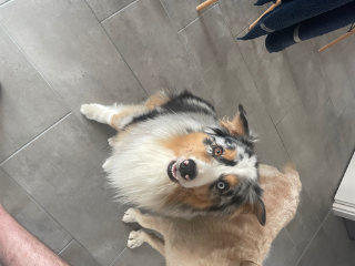 Pokora