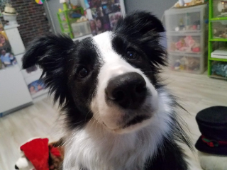 Maïa
