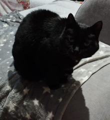 Chatouille