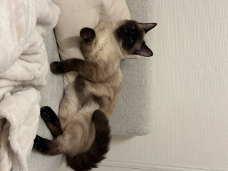 Loki